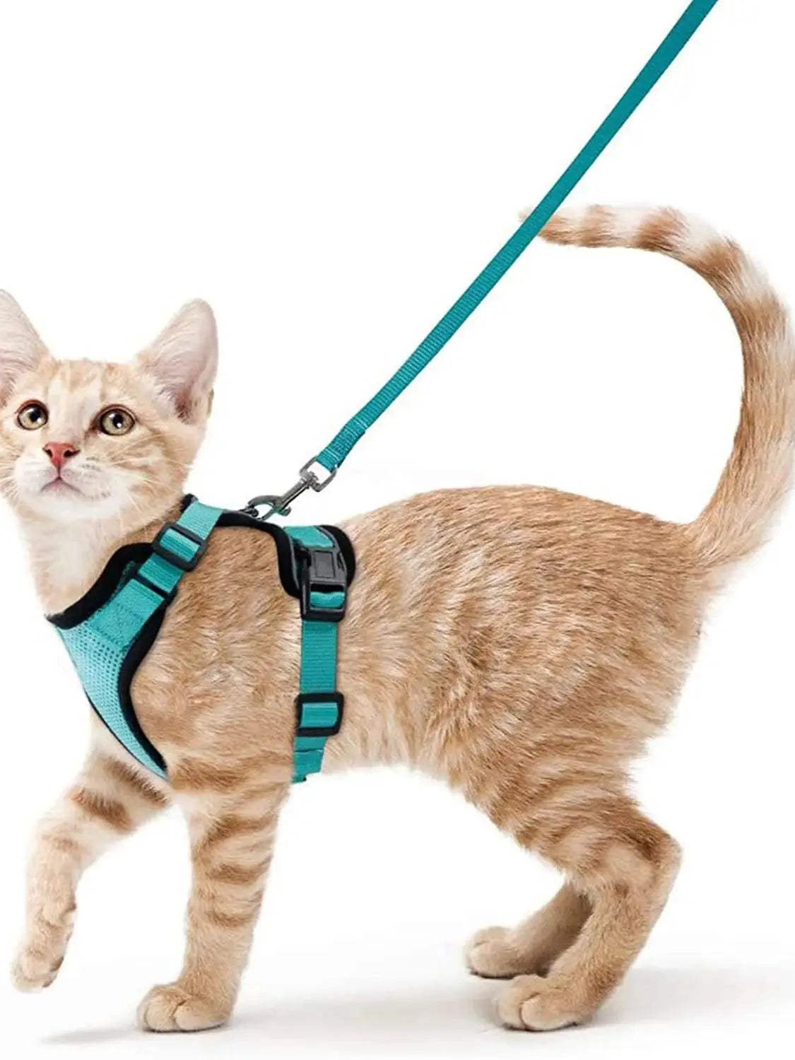 Coleira e Guia para Gatos
