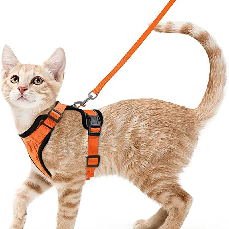 Coleira e Guia para Gatos