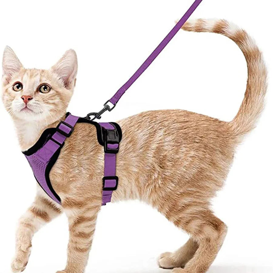 Coleira e Guia para Gatos