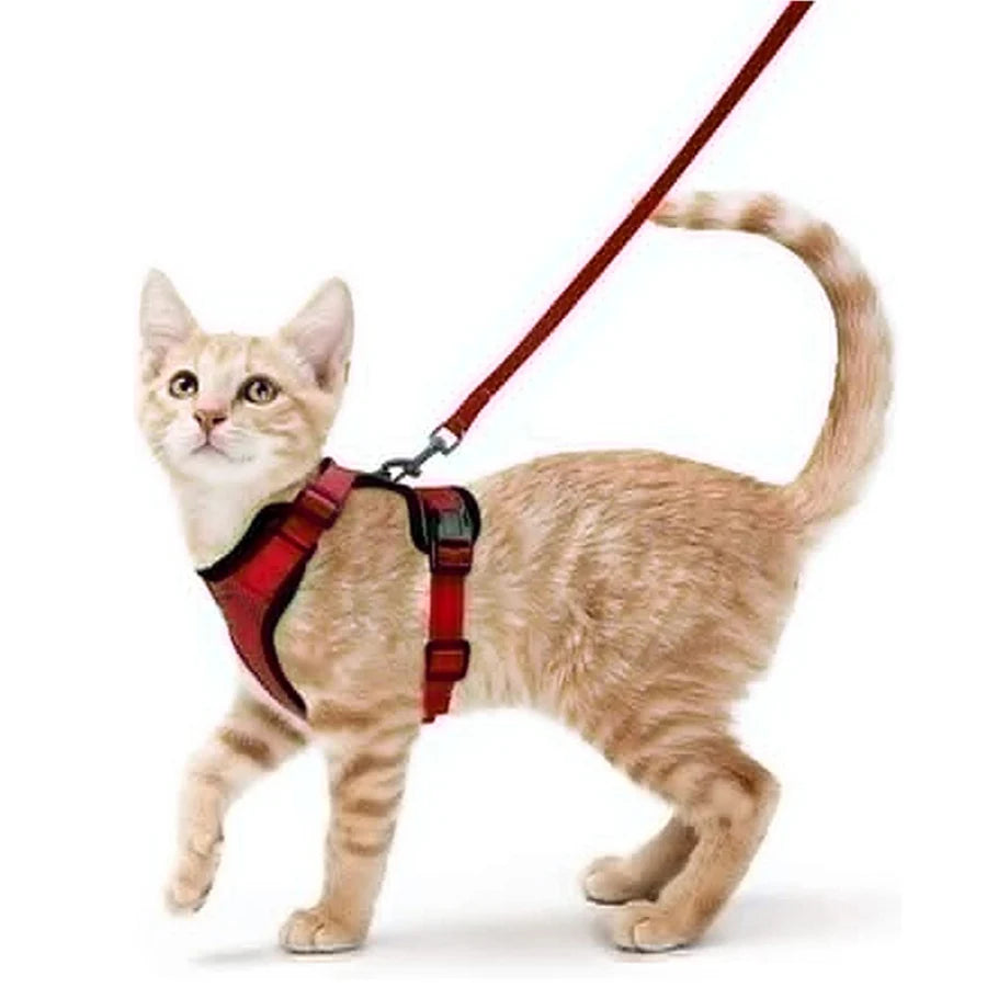 Coleira e Guia para Gatos