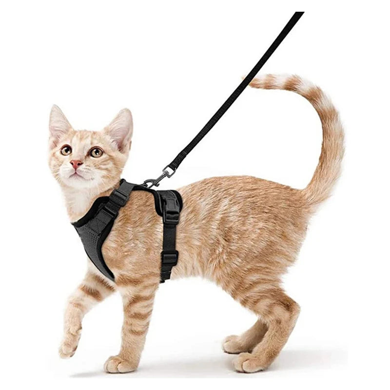 Coleira e Guia para Gatos