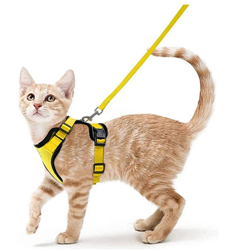 Coleira e Guia para Gatos